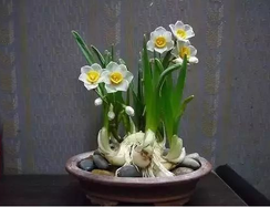 為什么要選擇綠植租賃公司租植物？