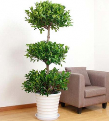 綠植租賃能為消費者帶來哪些服務(wù)？